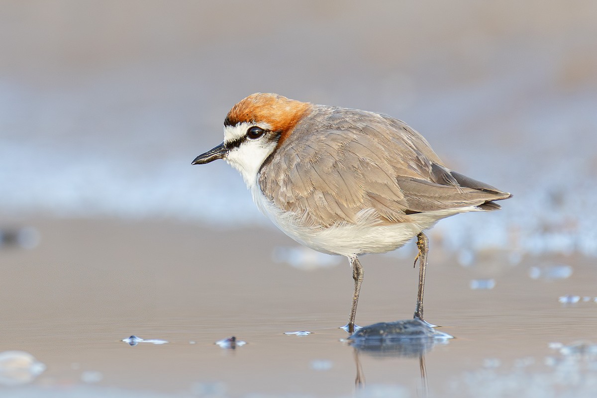 Red-capped Plover - ML639900205