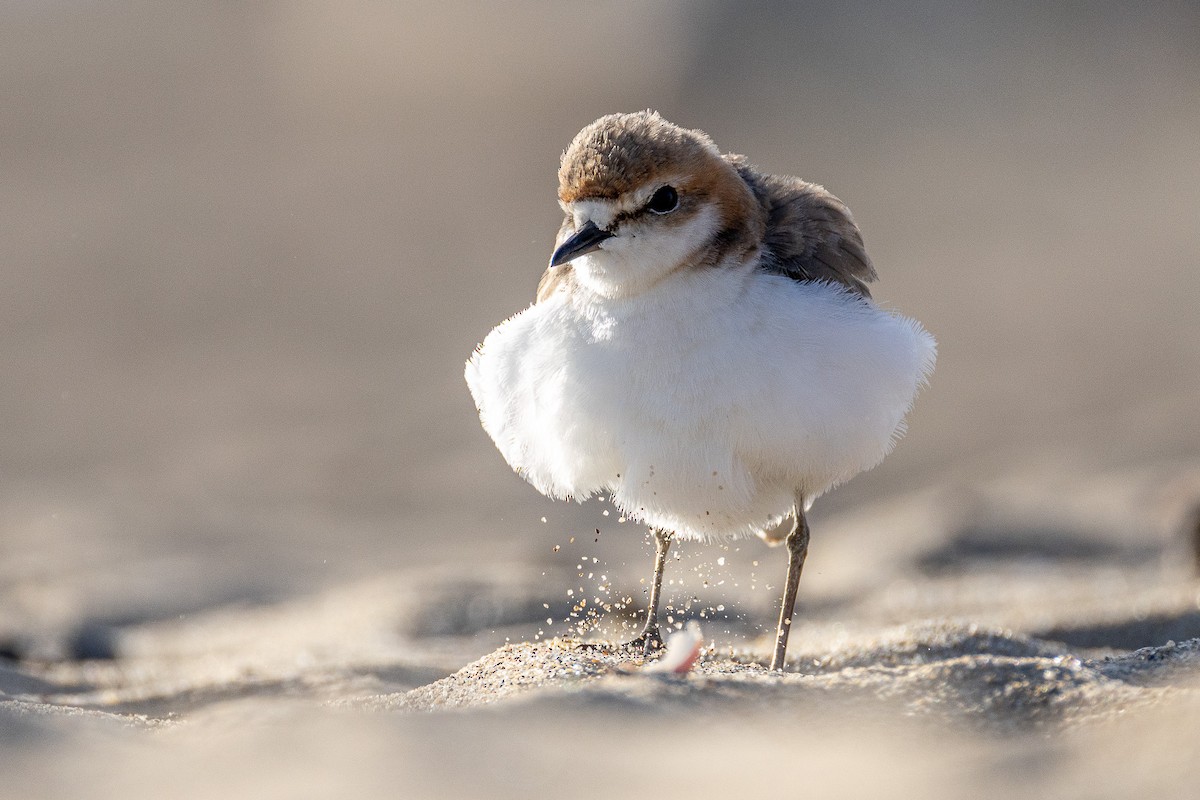 Red-capped Plover - ML639900206