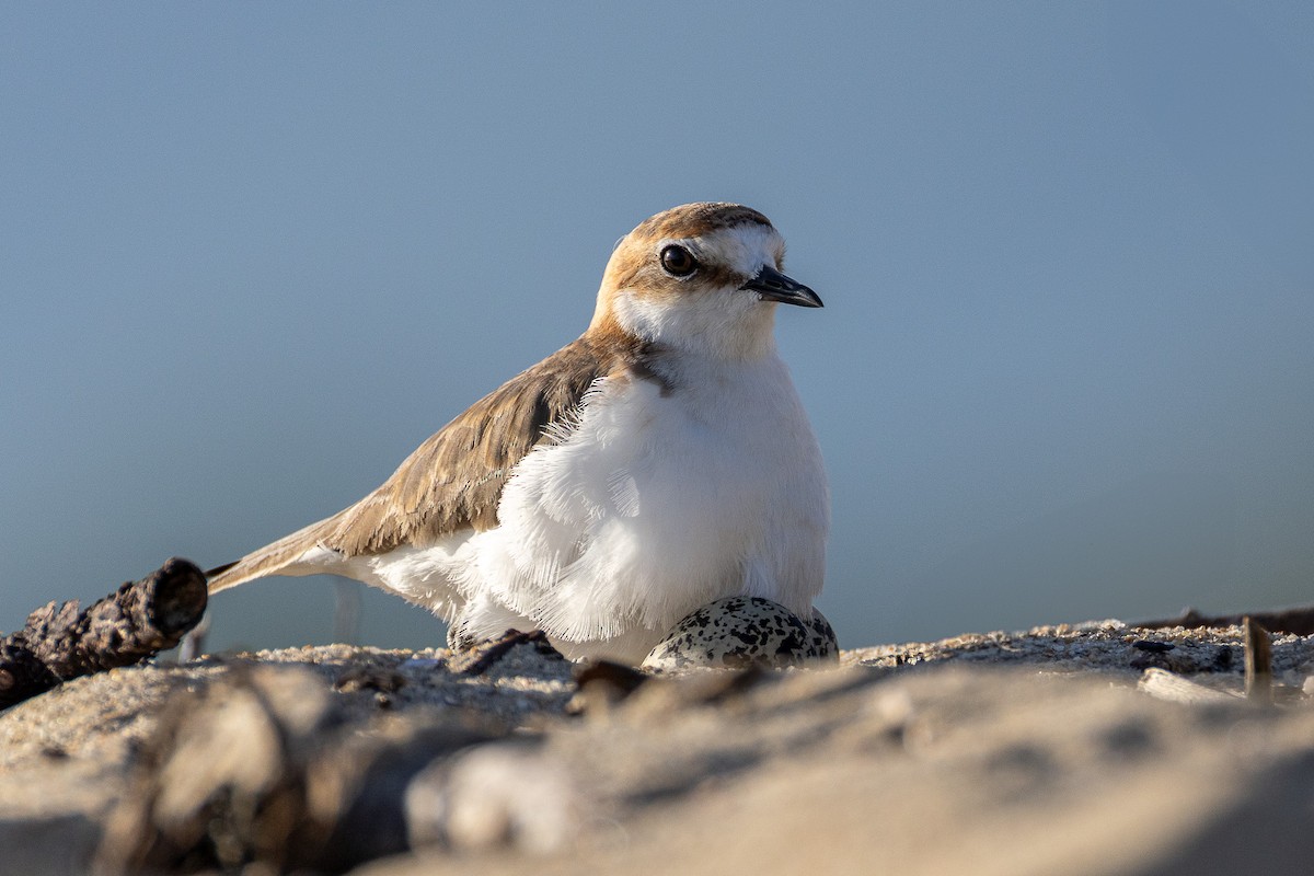 Red-capped Plover - ML639900207