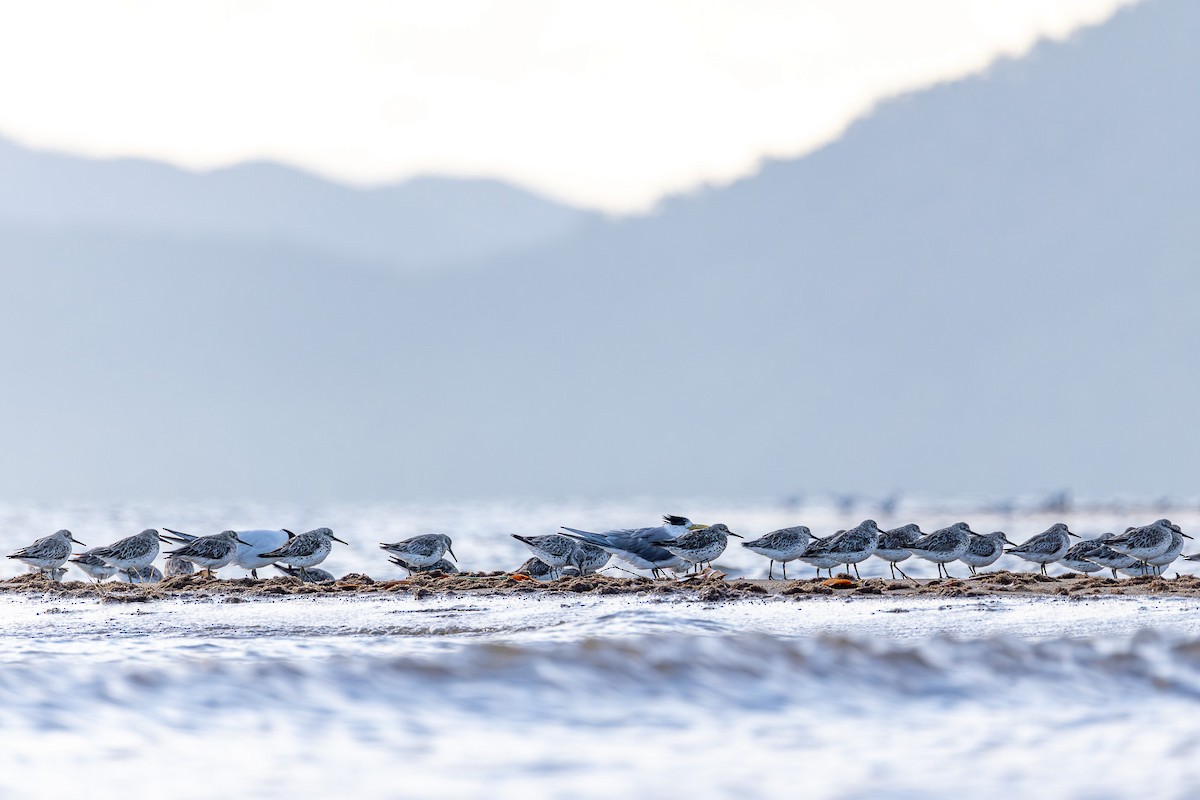 Great Knot - ML639900222