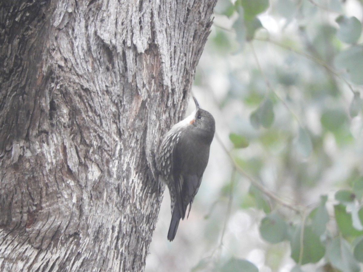 White-throated Treecreeper - ML639900298