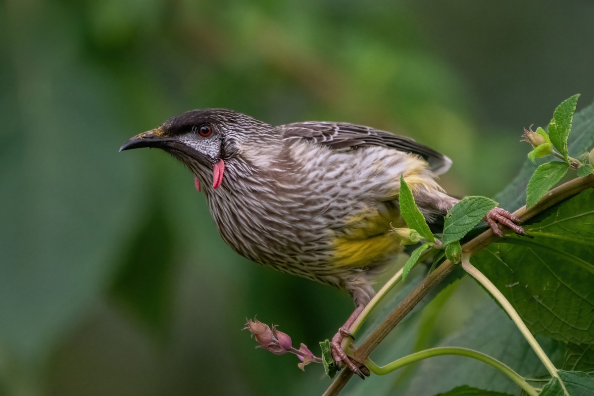 Red Wattlebird - ML639900354