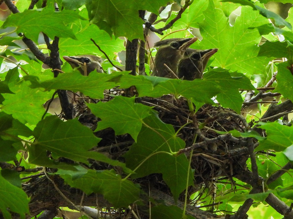 Ampelis Americano - ML639900361