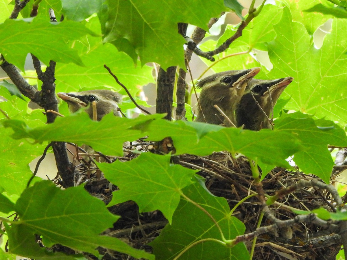 Cedar Waxwing - ML639900365