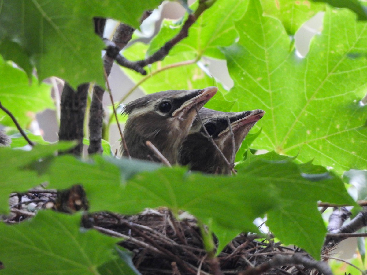 Cedar Waxwing - ML639900369