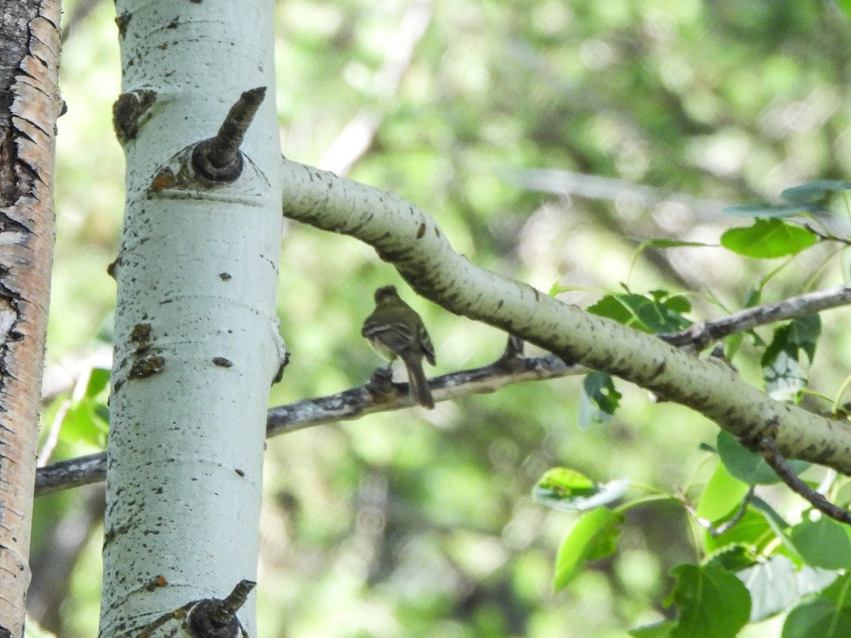 Western Flycatcher - ML639900418