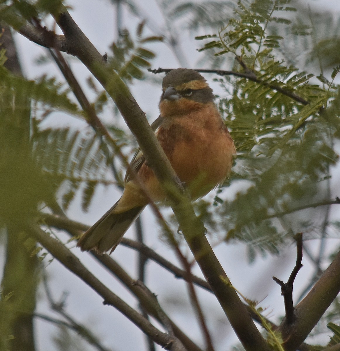 Cinnamon Warbling Finch - ML639900499