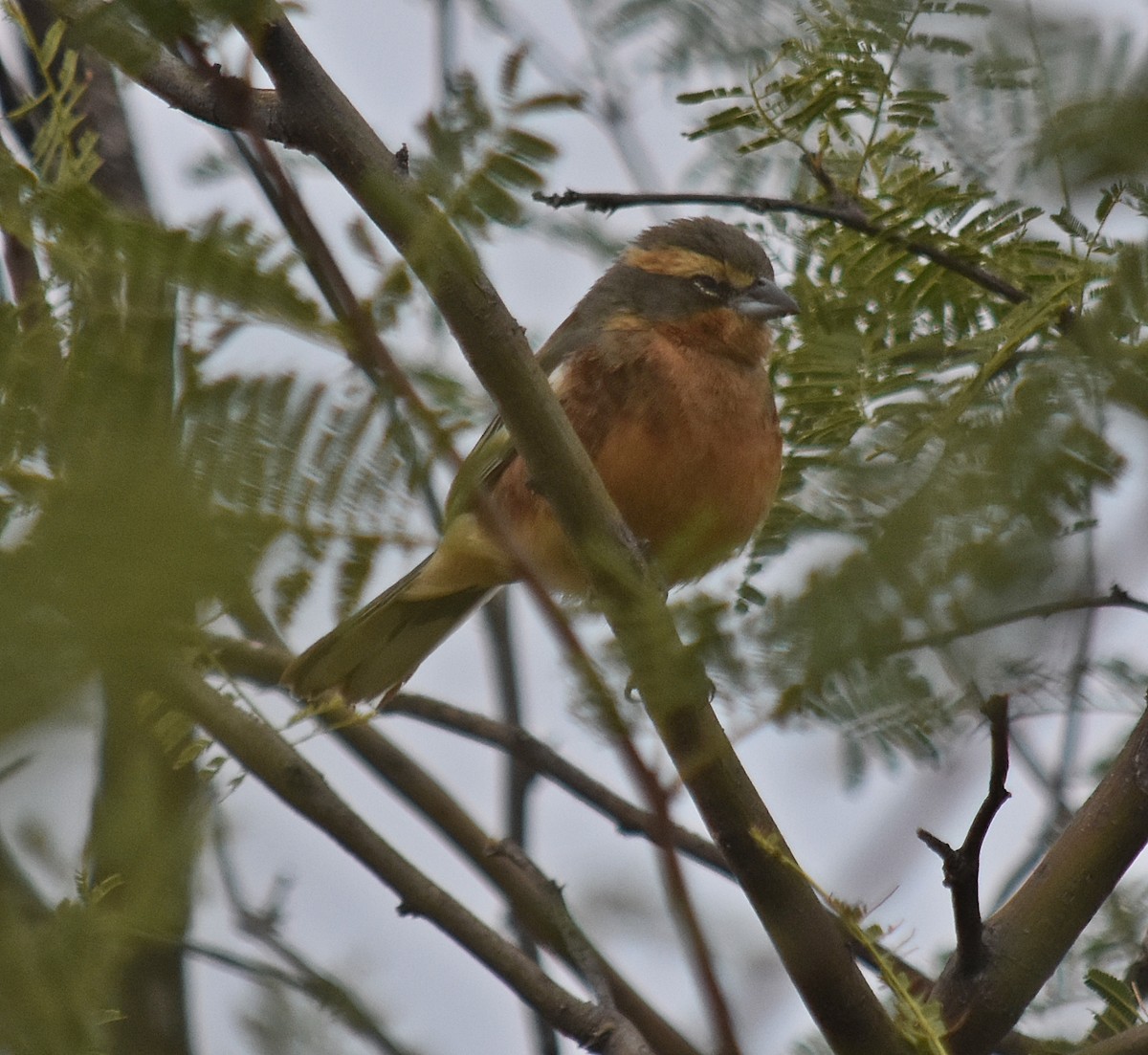 Cinnamon Warbling Finch - ML639900501