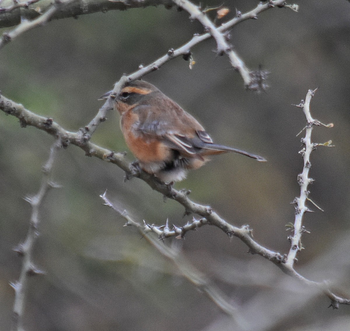 Cinnamon Warbling Finch - ML639900503