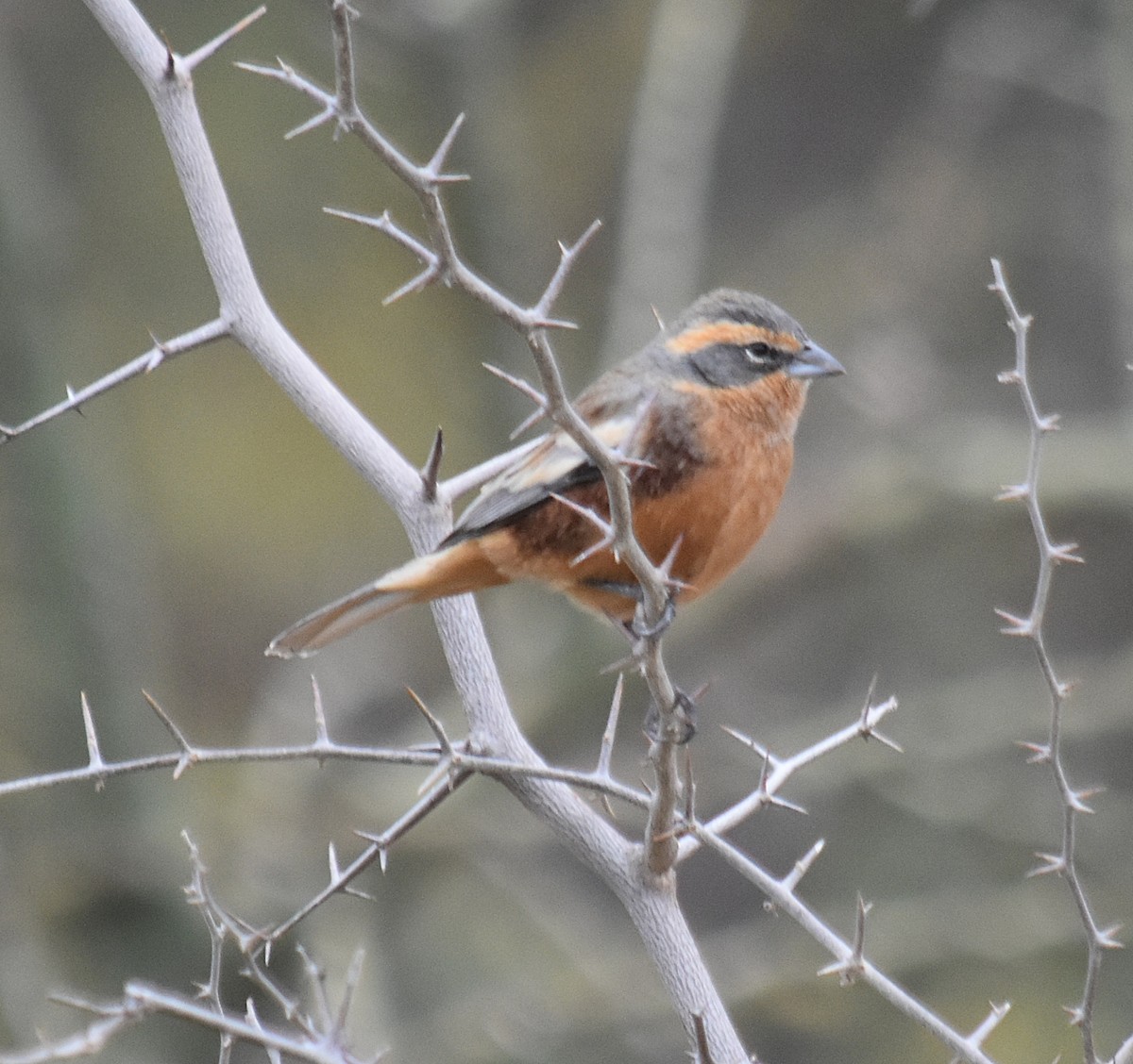 Cinnamon Warbling Finch - ML639900504