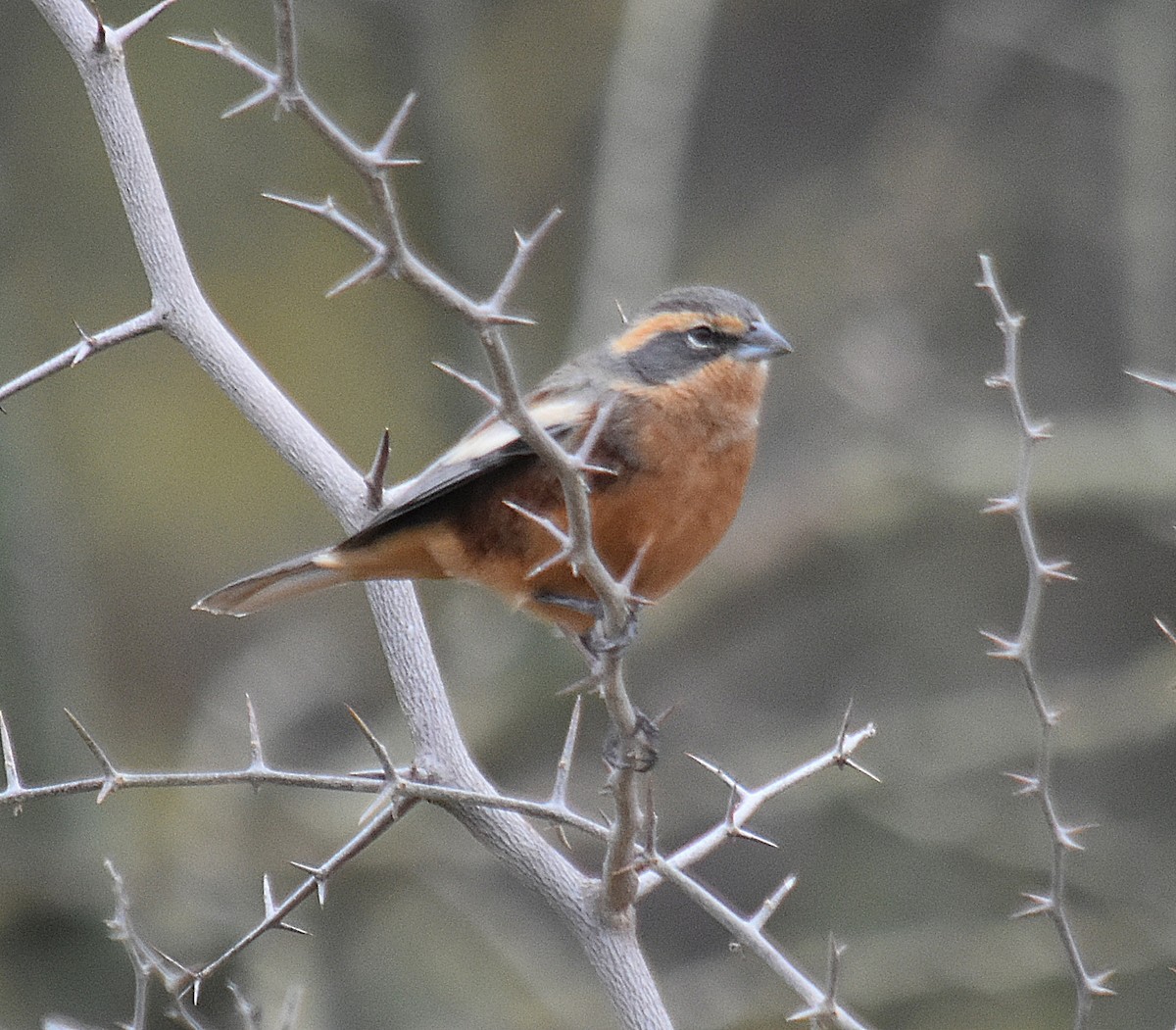 Cinnamon Warbling Finch - ML639900505