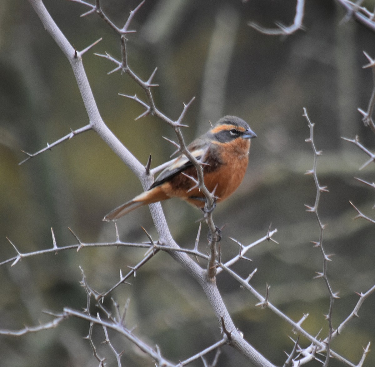 Cinnamon Warbling Finch - ML639900506