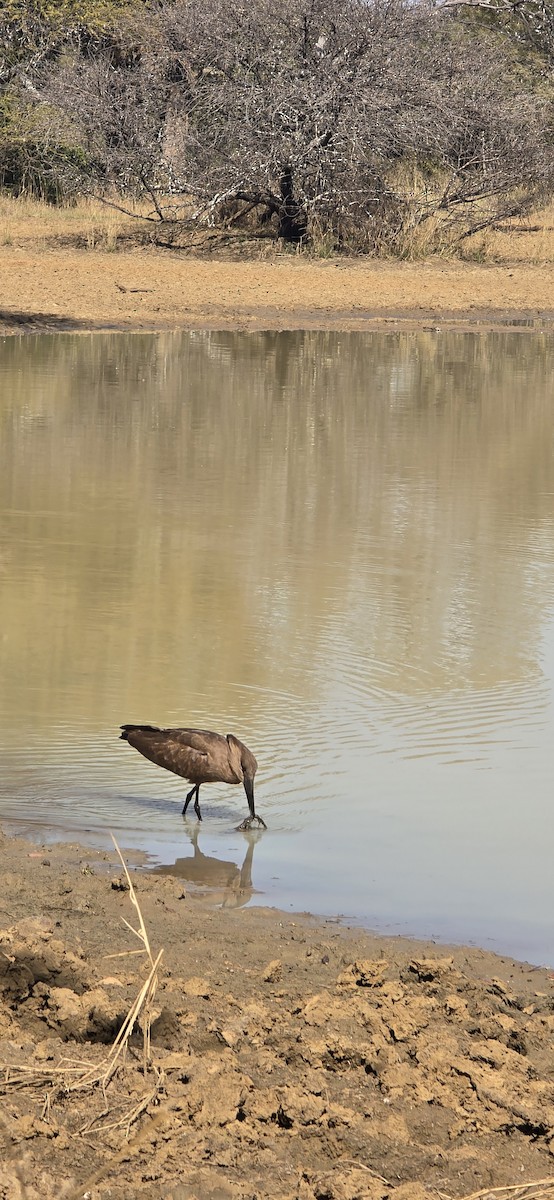 Hamerkop - ML639900558