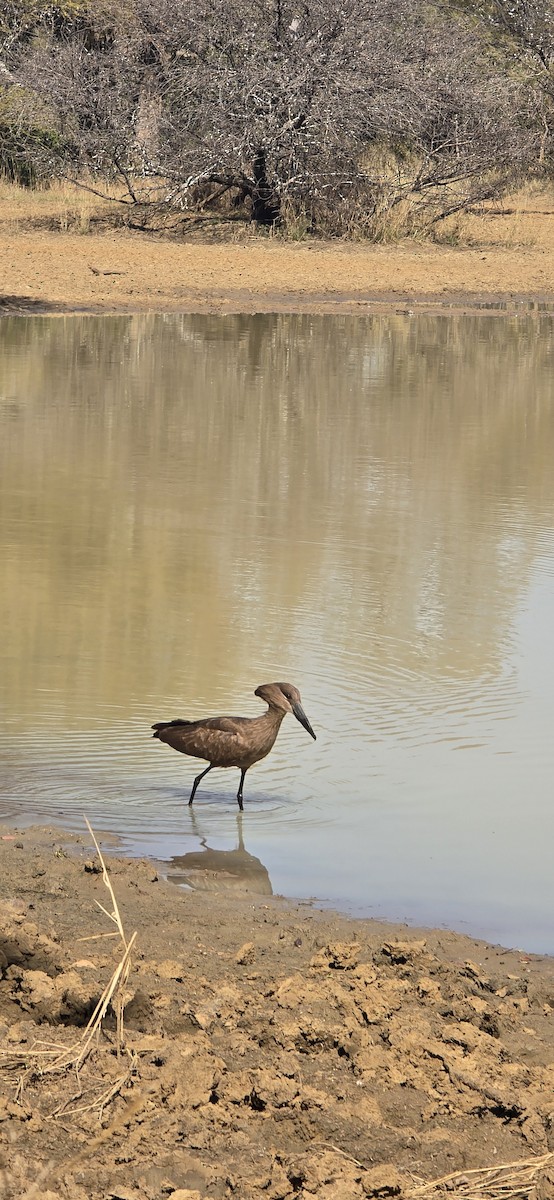 Hamerkop - ML639900572