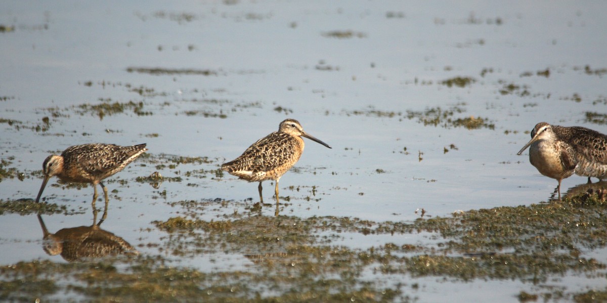 Short-billed Dowitcher (hendersoni) - ML639900580