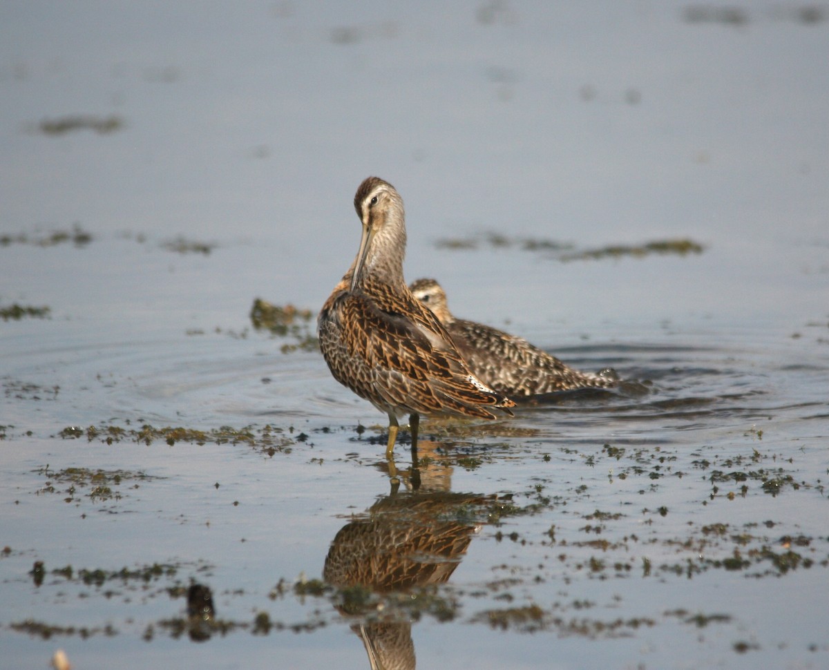 Short-billed Dowitcher (hendersoni) - ML639900588