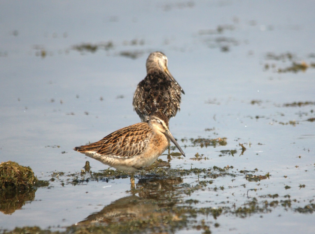 Short-billed Dowitcher (hendersoni) - ML639900590