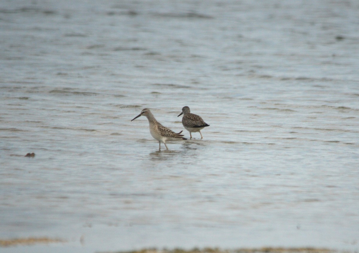 Stilt Sandpiper - ML639900614