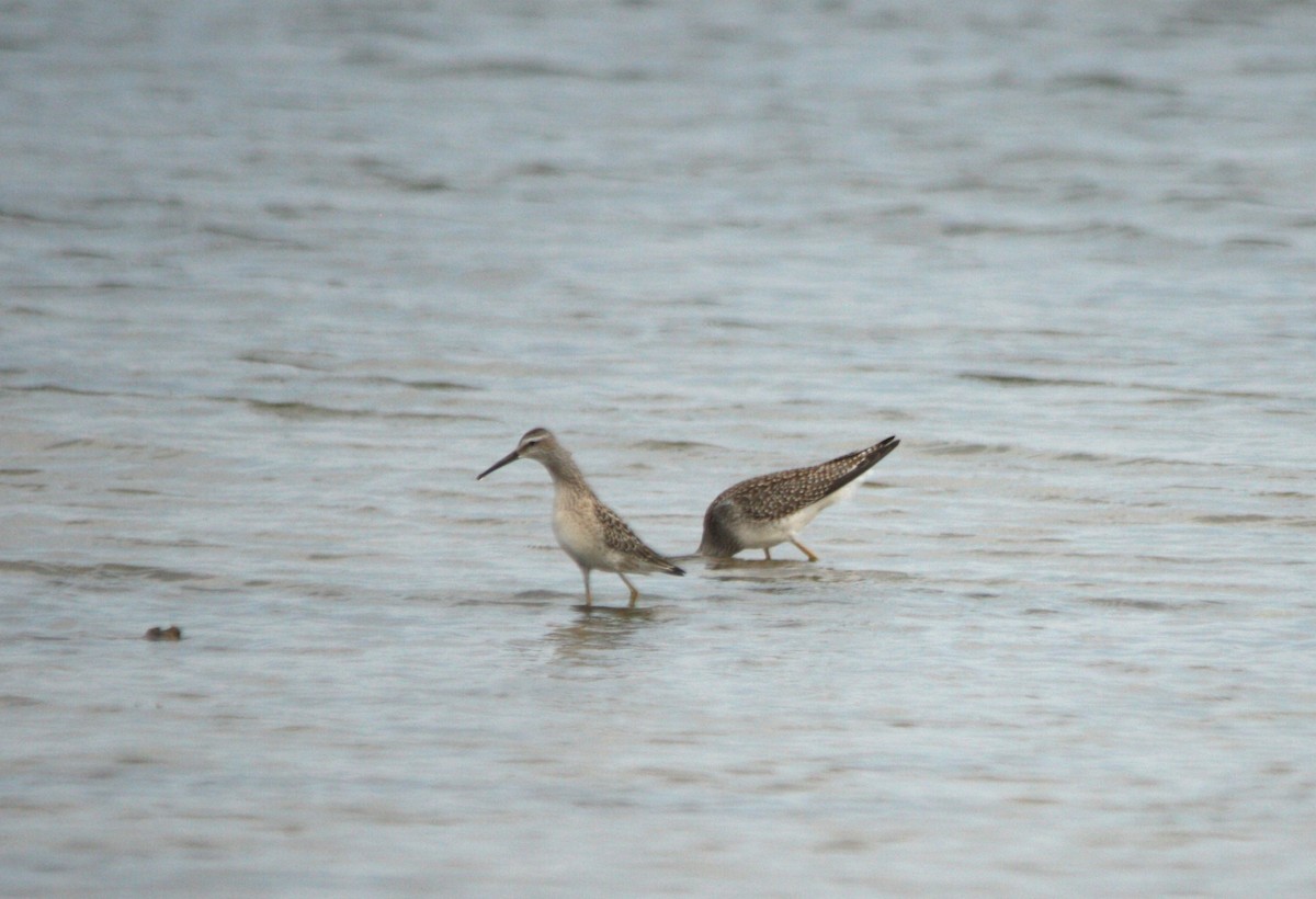 Stilt Sandpiper - ML639900636