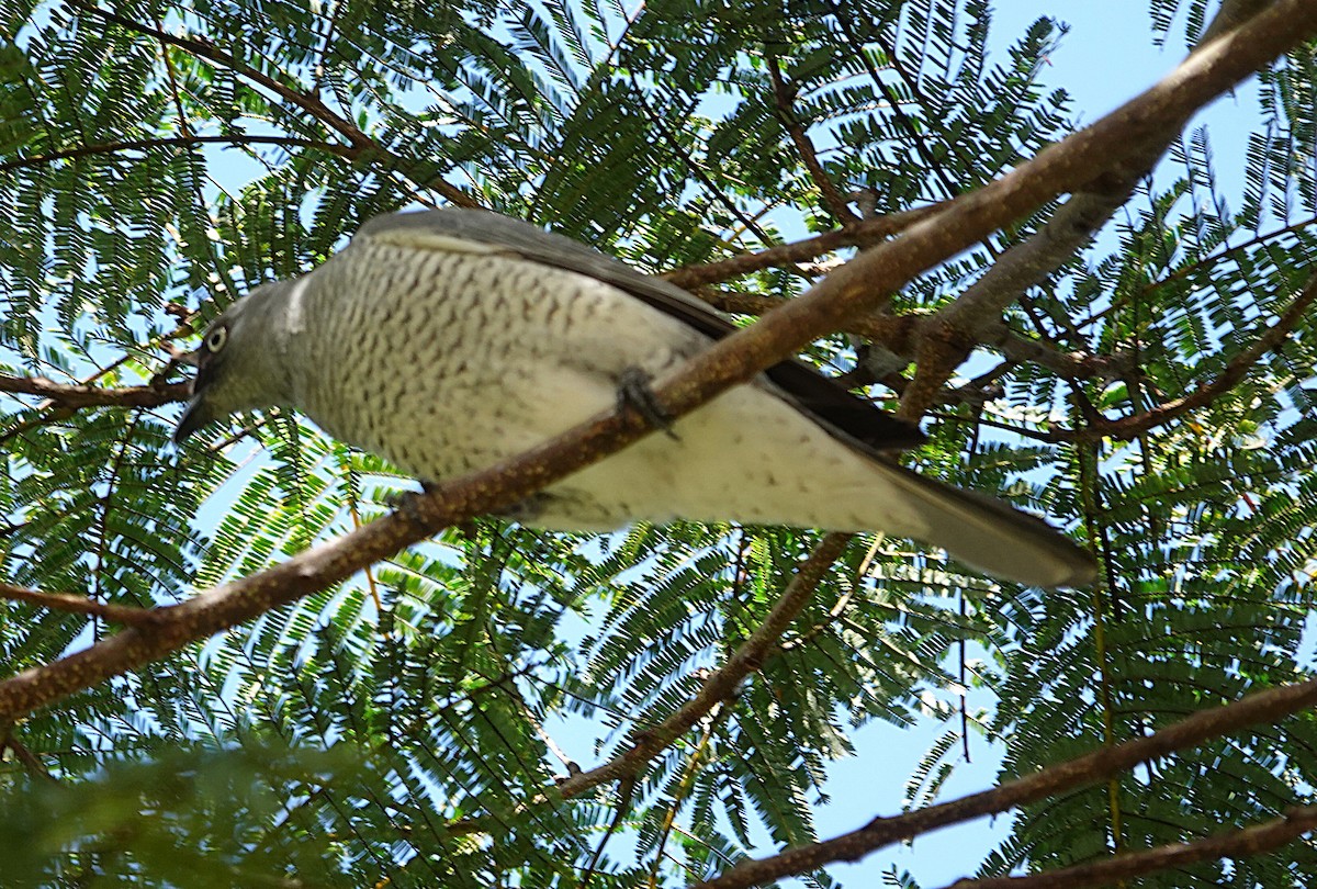 Barred Cuckooshrike - ML639900638