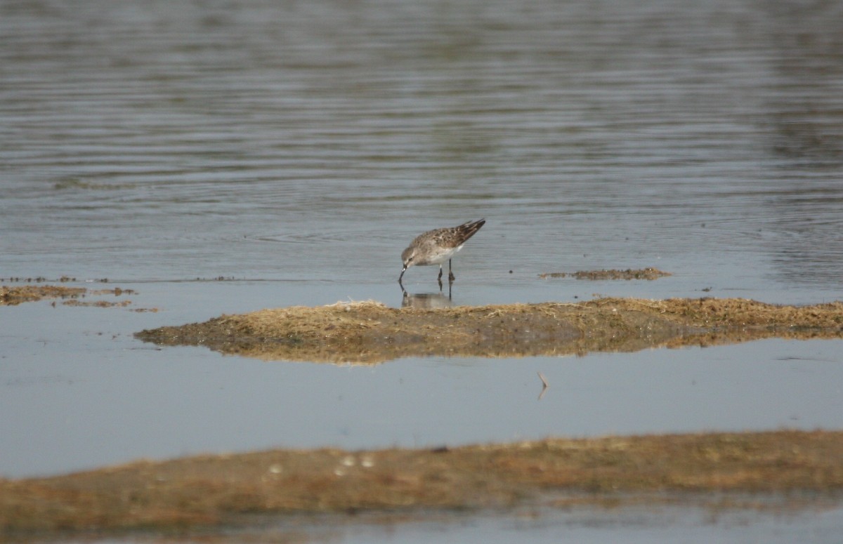 White-rumped Sandpiper - ML639900648
