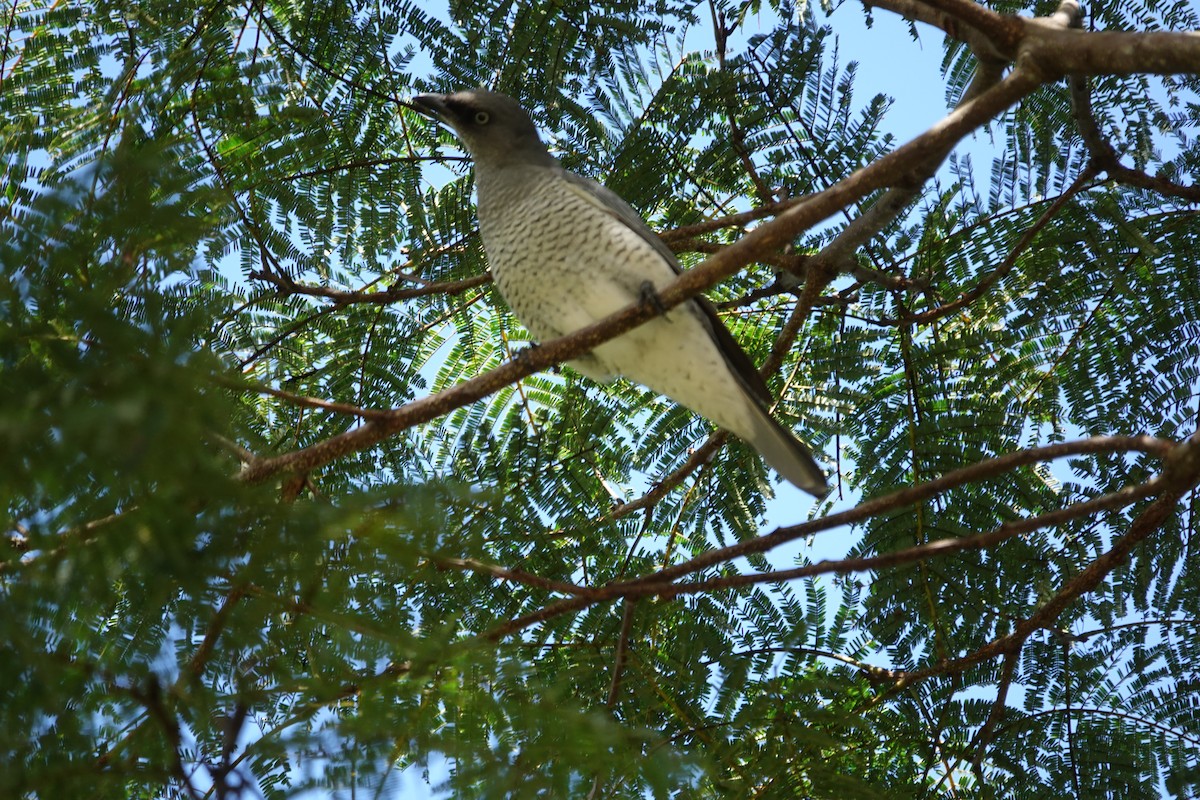 Barred Cuckooshrike - ML639900657