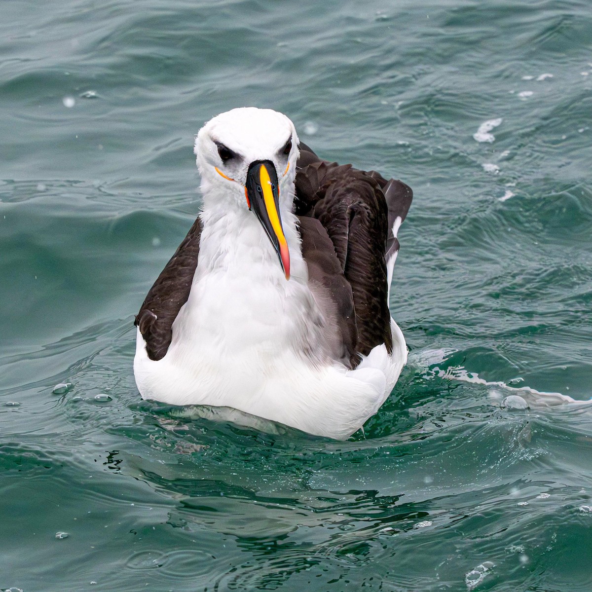 Atlantic Yellow-nosed Albatross - ML639900659