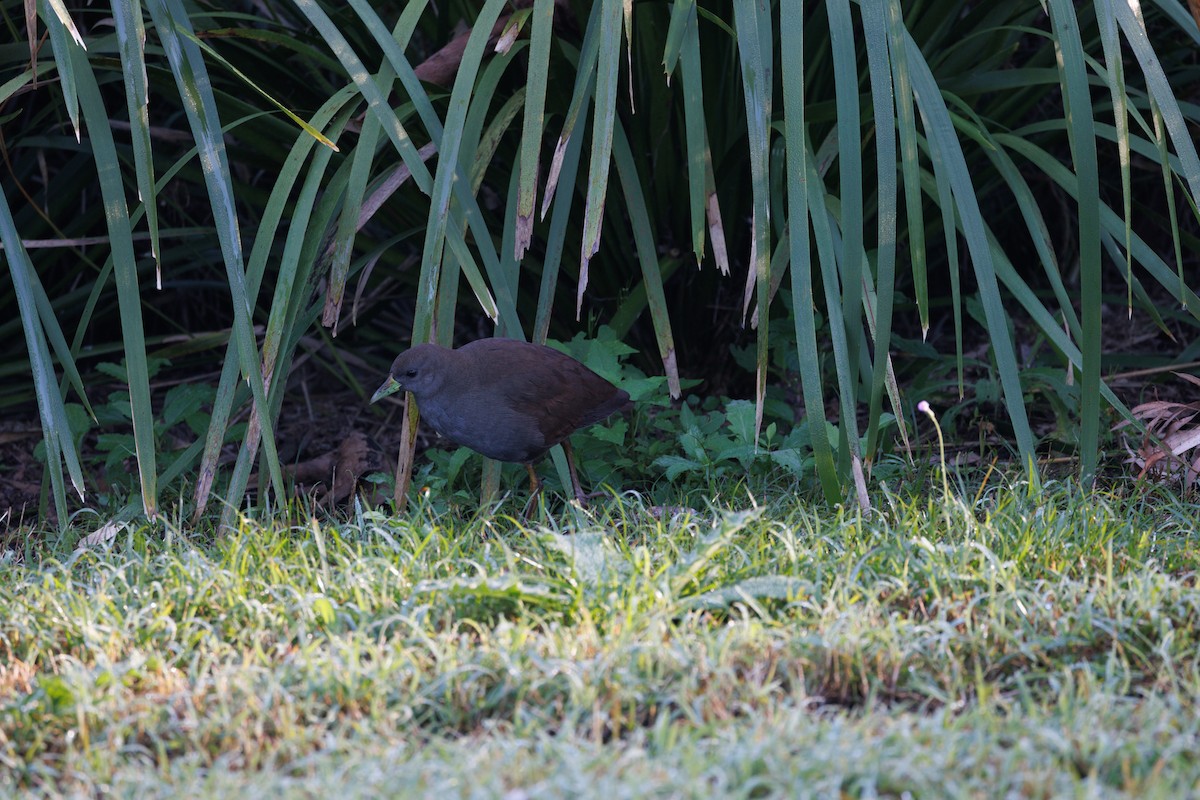 Pale-vented Bush-hen - ML639900686