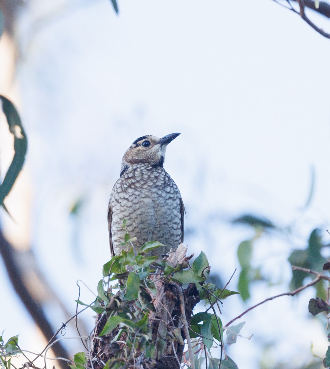 Regent Bowerbird - ML639900693