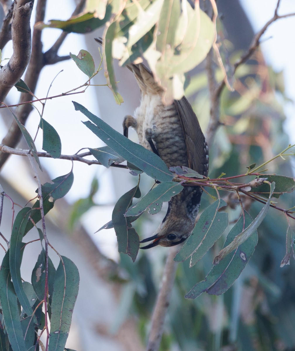 Regent Bowerbird - ML639900695