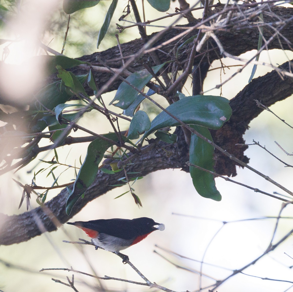 Mistletoebird - ML639900699