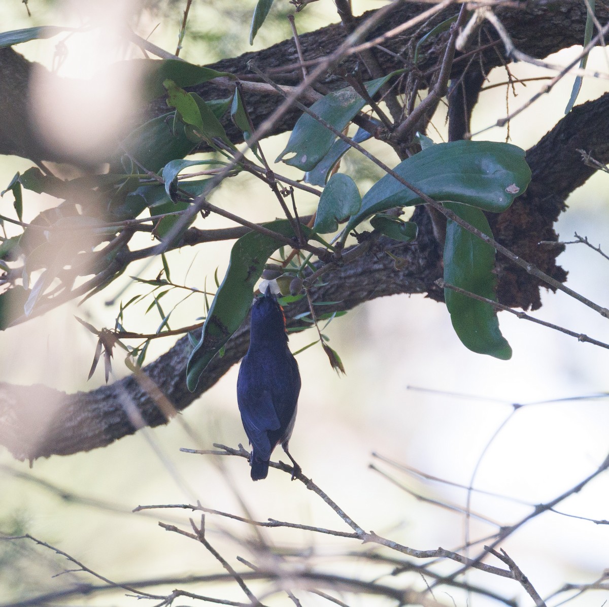 Mistletoebird - ML639900700