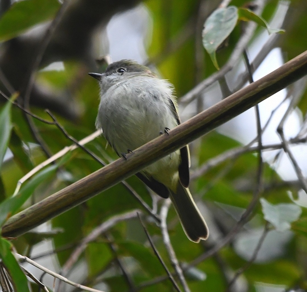 Gray-headed Elaenia - ML639900702