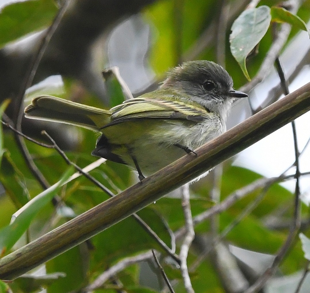 Gray-headed Elaenia - ML639900703