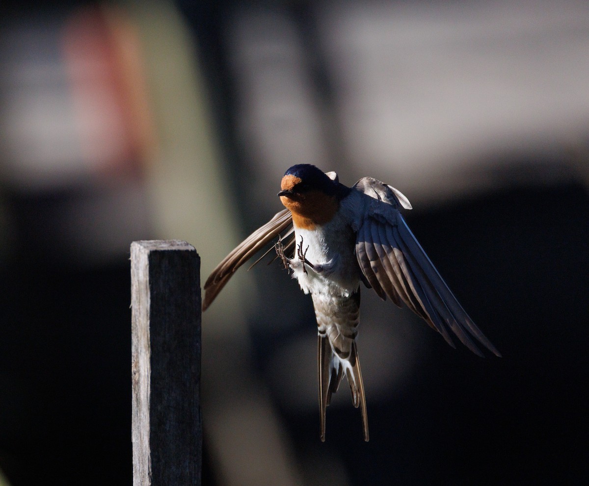Welcome Swallow - ML639900708