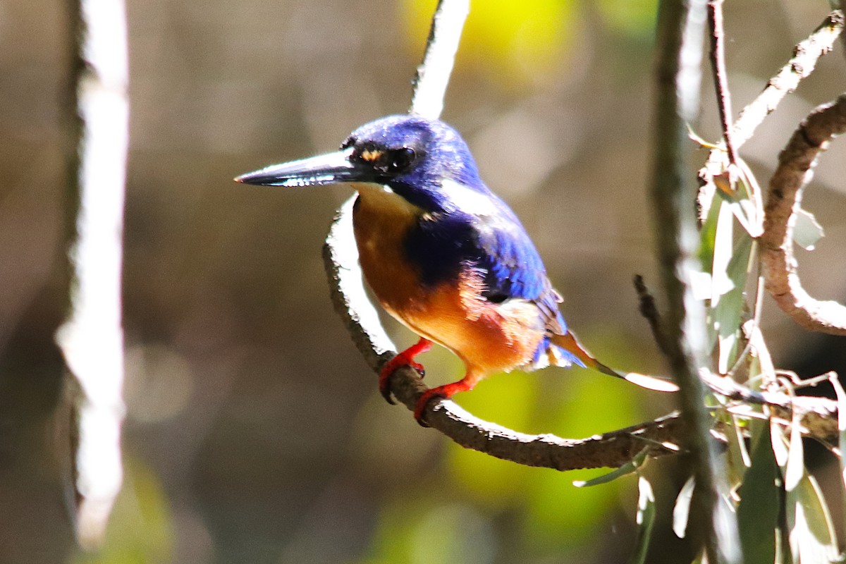 ルリミツユビカワセミ - ML639900806