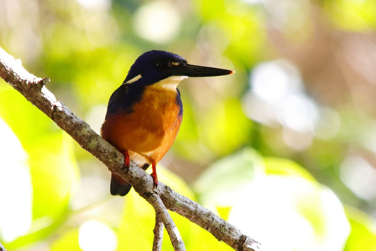 ルリミツユビカワセミ - ML639900807