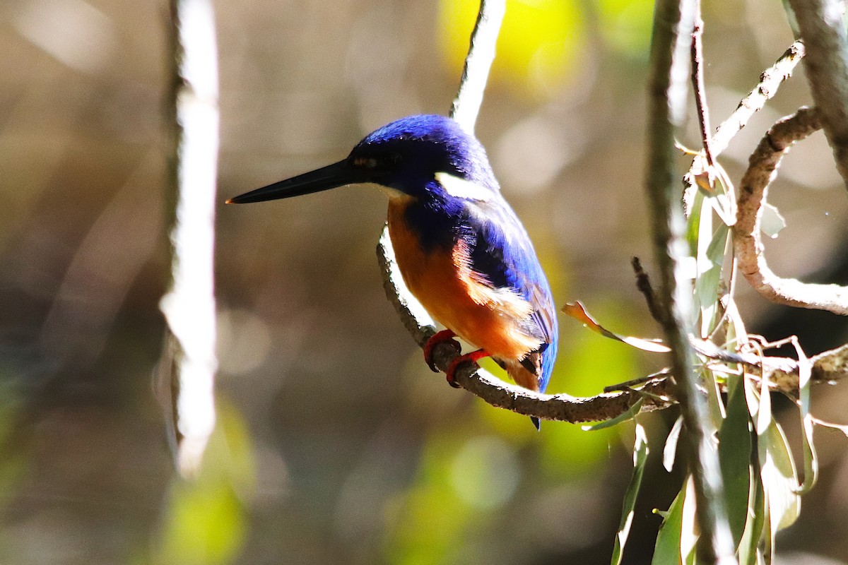 ルリミツユビカワセミ - ML639900808