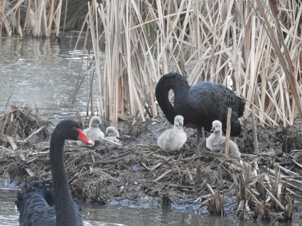 Cygne noir - ML639900878