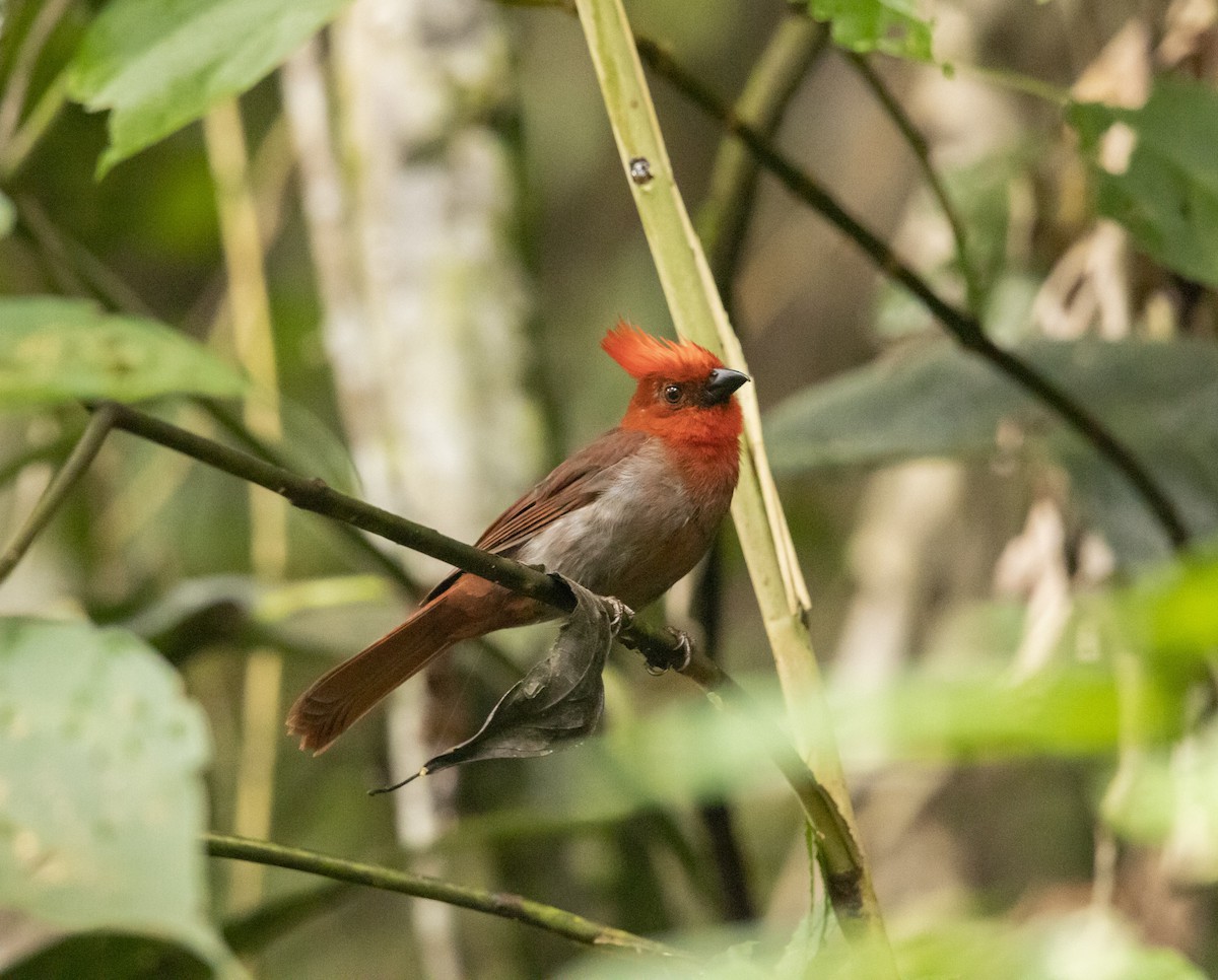 Crested Ant-Tanager - ML639900938