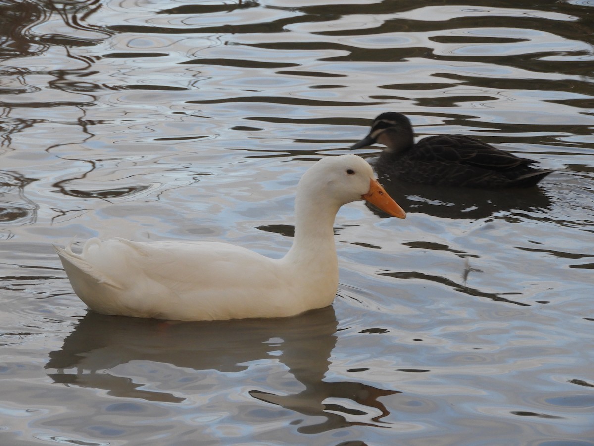 Canard colvert (forme domestique) - ML639900943