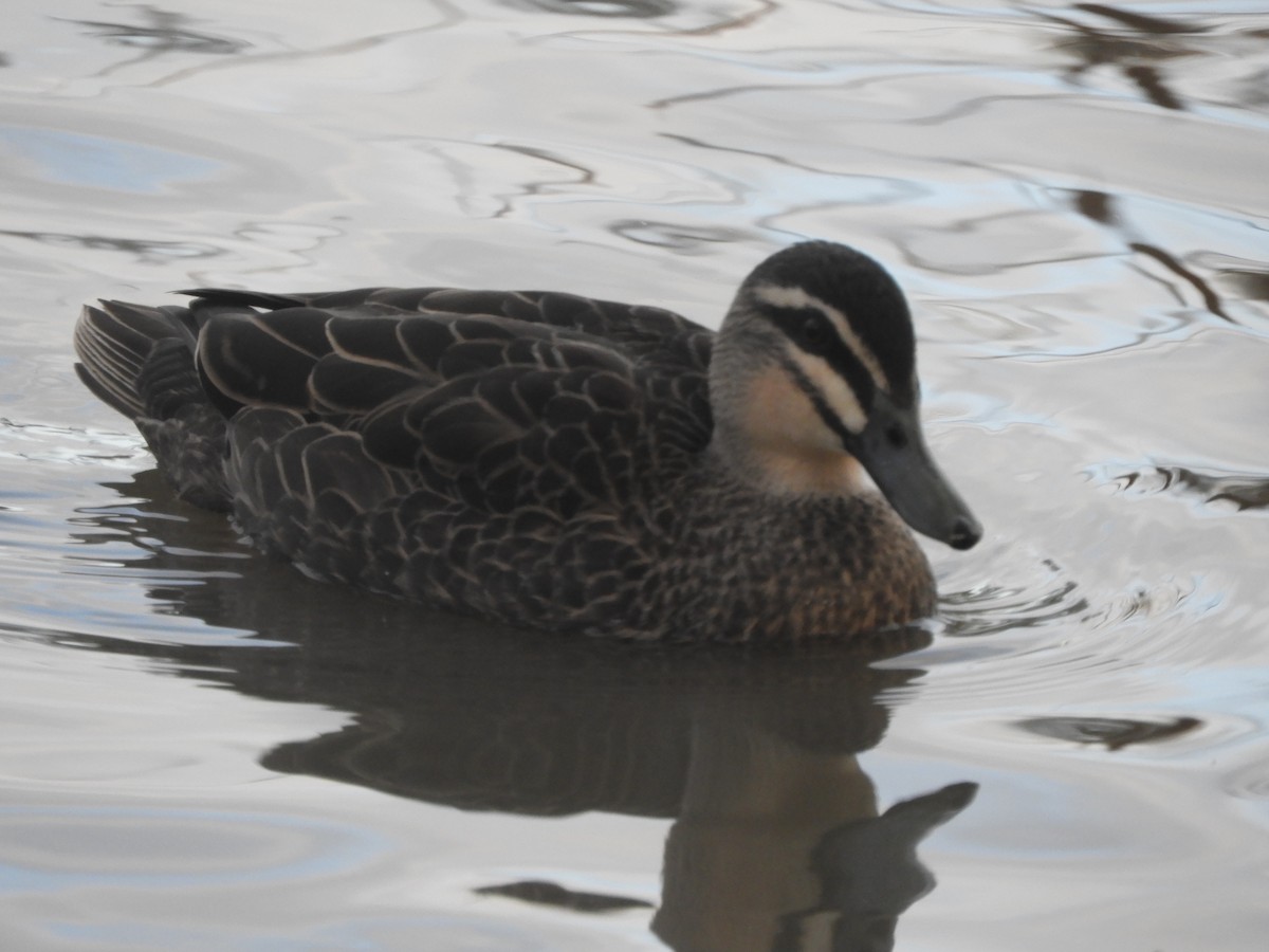 Canard à sourcils - ML639900989