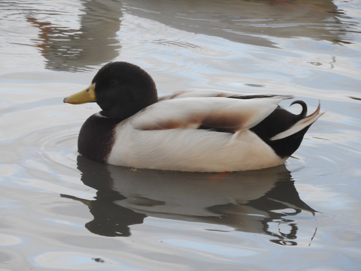 Canard colvert (forme domestique) - ML639901005