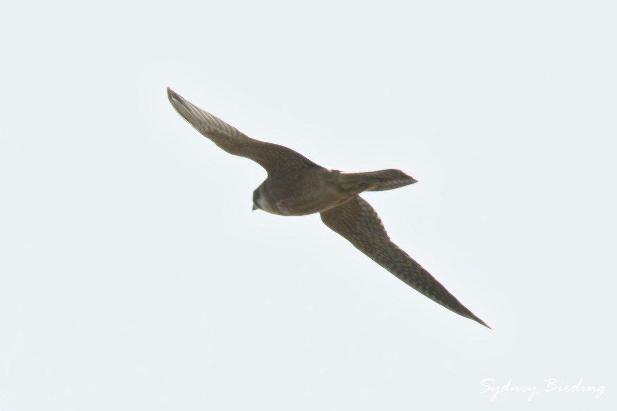 Australian Hobby - ML639901025