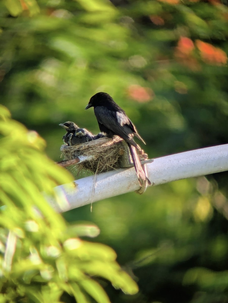 drongo černý - ML639901080