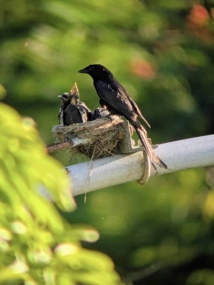 drongo černý - ML639901081