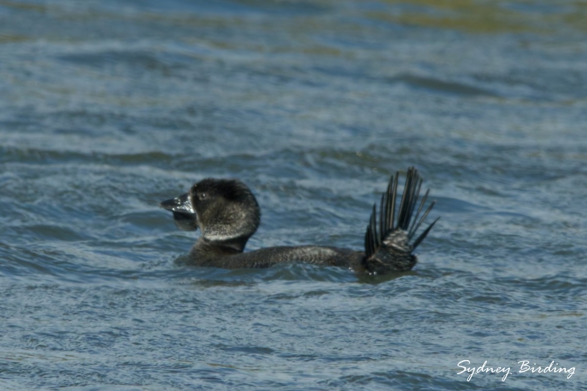 Musk Duck - ML639901104