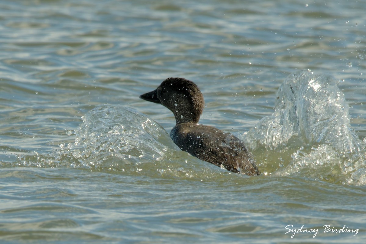 Musk Duck - ML639901105