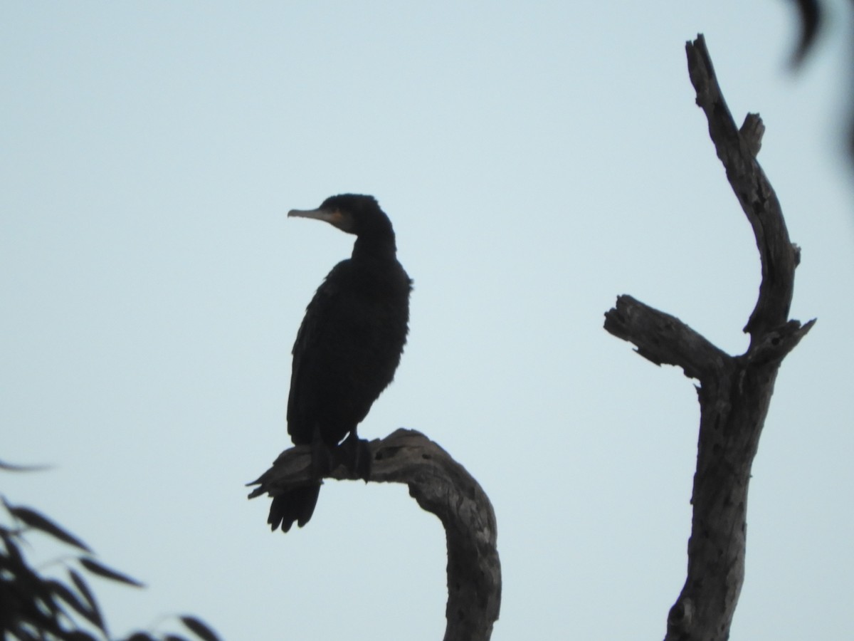 Grand Cormoran - ML639901122