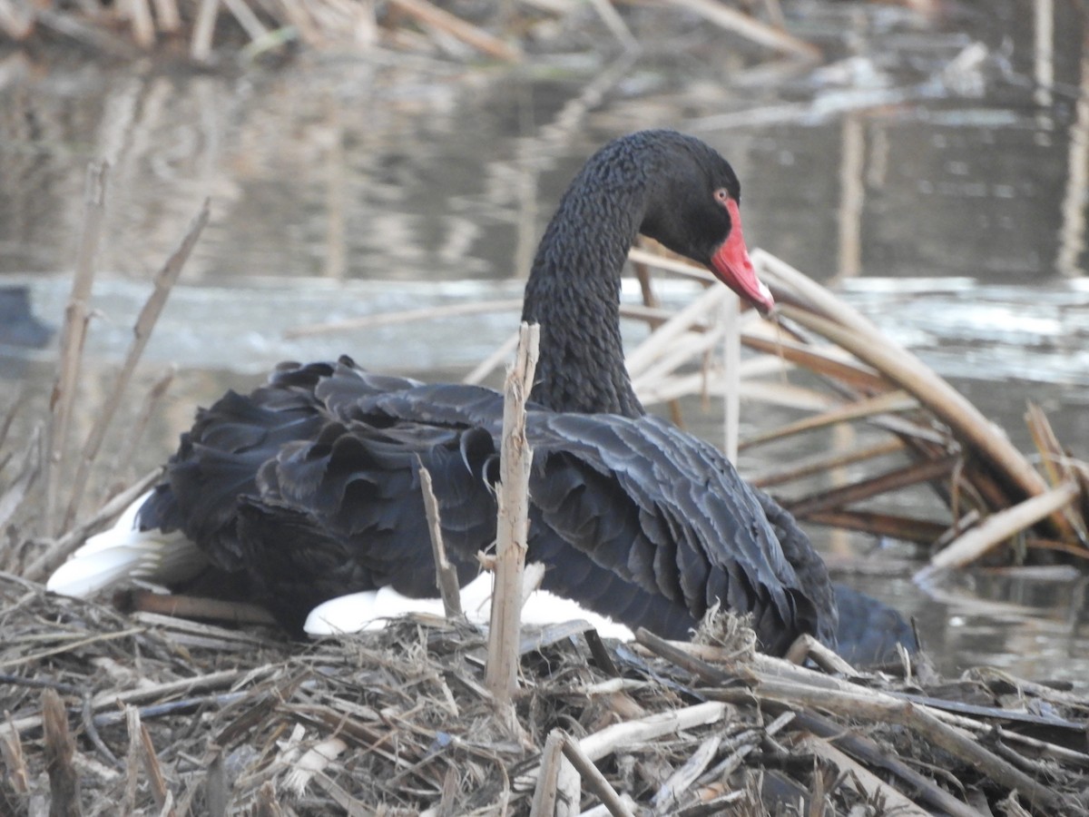 Cygne noir - ML639901132